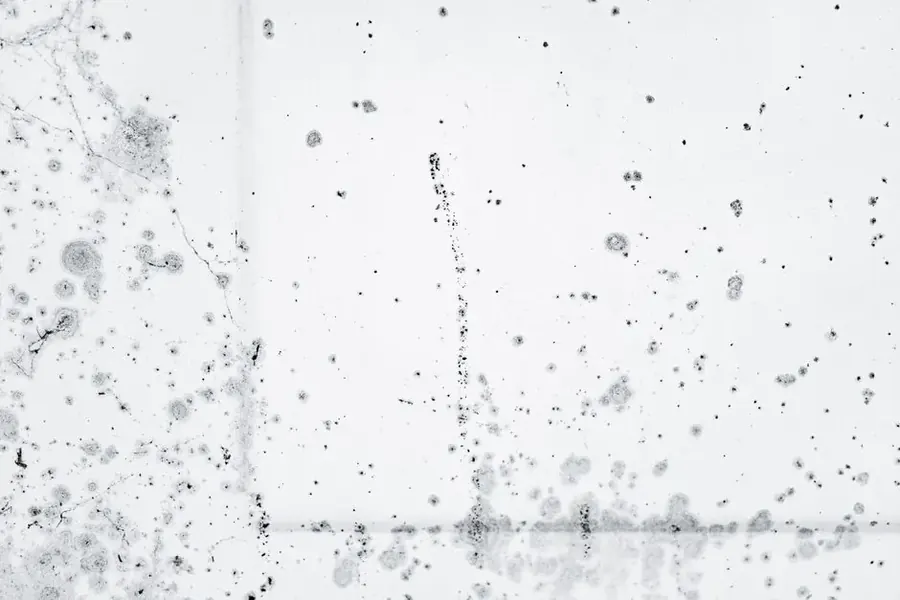 Black mold growth on surface in Fairfax VA home requiring professional remediation